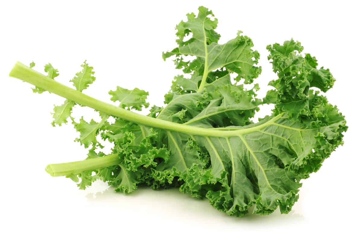 Kale on a white background